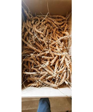 Erenpet Finger Size Red Millet (1000 Gr.) - Buy Online on GoSupps.com