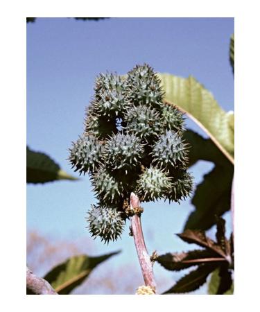 aysenin Castor Oil 50ml - Buy Online on GoSupps.com