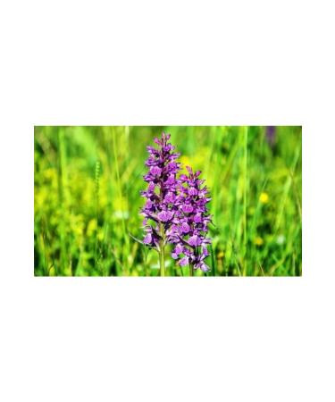 DilekSalep Genuine Bucak Salep 50gr Additive-Free Salep - Buy Online on GoSupps.com