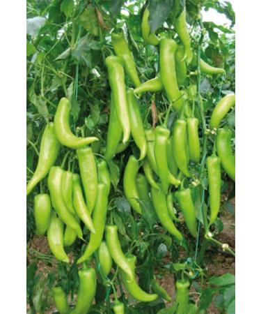 Royaleks Charleston Pepper Seed 10 Gr