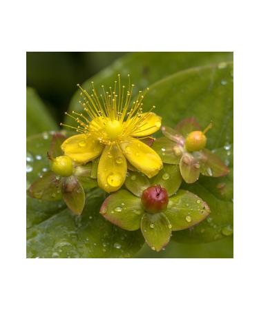 NEW RAW MATERIALS St. John's Wort Oil 500 gr