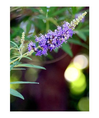 aysenin Chaste Hydrosol 500ml. - Buy Online on GoSupps.com