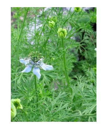 aysenin Black Seed Oil 250ml. - Buy Online on GoSupps.com