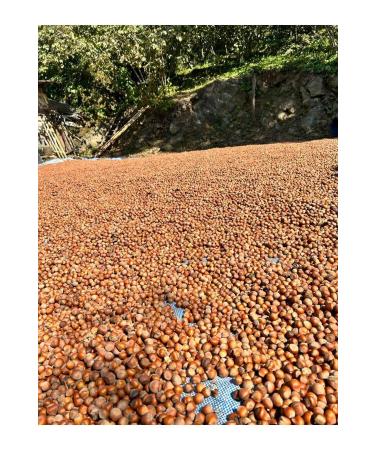 Nactumu Direct Harvest 2024 August Harvest Ordu 1st quality Shelled Hazelnuts - 500gr