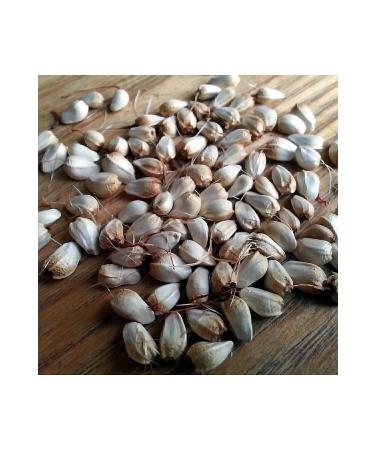 NEW RAW MATERIALS Safflower Oil 1000 gr