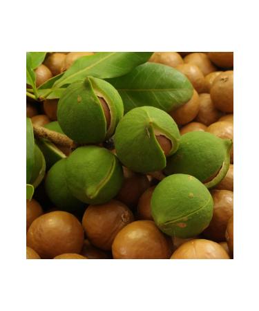NEW RAW MATERIALS Macadamia Nut Oil 1000 gr