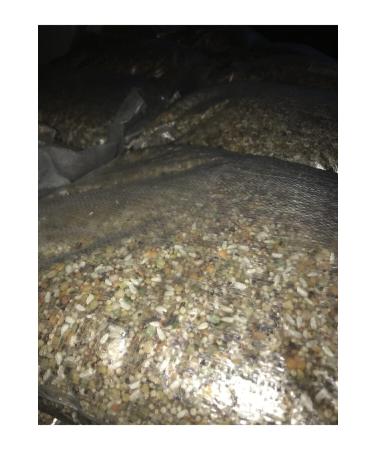 Pigeon Mixed Food 10 Kg - Buy Online on GoSupps.com