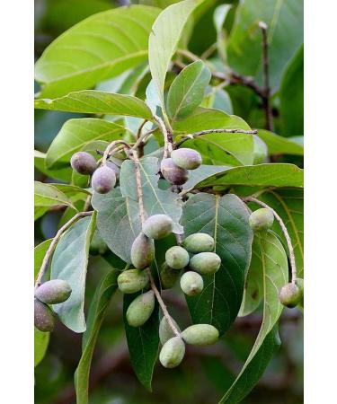 Organic Plant Black Halile 500 gr - Buy Online on GoSupps.com