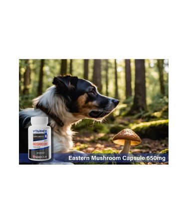 VITARMOR SUPPLEMENTS MUSHROOM CAT & DOG Immune System Support 60 Capsules 650 mg - Buy Online on GoSupps.com