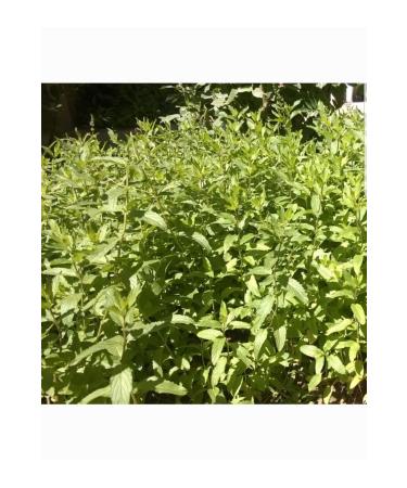 Kg Dried Food Mint (500 Gr) - Buy Online on GoSupps.com