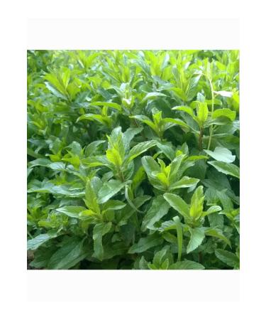 Kg Dried Food Mint (500 Gr) - Buy Online on GoSupps.com