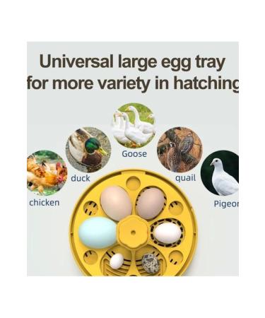 Epilons Mini Automatic Home Type Incubator: Electric Chicken and Bird Incubator 6 Eggs Mx-6 - Buy Online on GoSupps.com