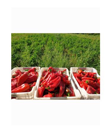 Kg Dried Food Pepper Paste (Hot) (1 Kg) - Buy Online on GoSupps.com