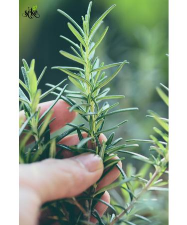 SEKE Pure Rosemary Oil Glass Bottle with Dropper - Buy Online on GoSupps.com