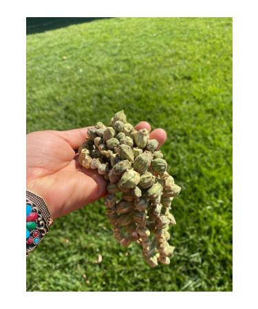 Kg Dried Food Dried Okra 5 Series - Buy Online on GoSupps.com