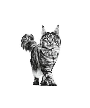 Royal Canin Neutered Satiety Balance - Special Nourishing Food for Neutered Cats 12 Kg - Buy Online on GoSupps.com