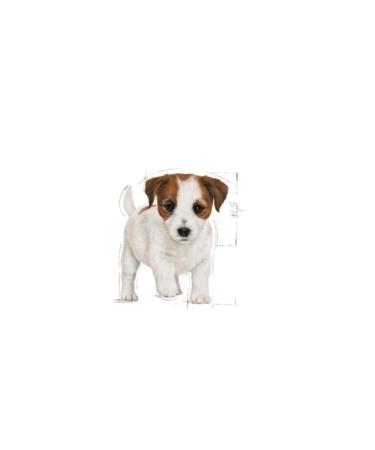Royal Canin Mini Puppy Small Breed Puppy Food 2 Kg - Buy Online on GoSupps.com