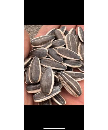 1 Kg Raw Sunflower Seeds Sunflower Seeds Organic Seeds from Organikevim - Buy Online on GoSupps.com