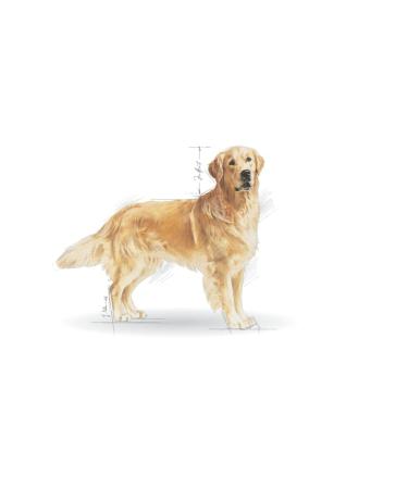 Royal Canin Dog Golden Retriever Dog Food 12 Kg - Buy Online on GoSupps.com