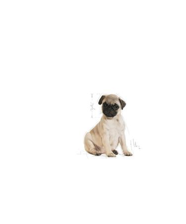 Royal Canin Pug Breed Junior Puppy Food 1.5 kg - Buy Online on GoSupps.com