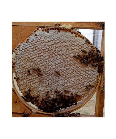 Bee Flavor Bitlis High Yayla Karakovan Honey 1250kg (PURE AND NATURAL KARAKOVAN - ADDITIVE-FREE TASTE)