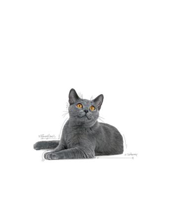 Royal Canin Oral Care Cat Food 1.5 Kg - Buy Online on GoSupps.com