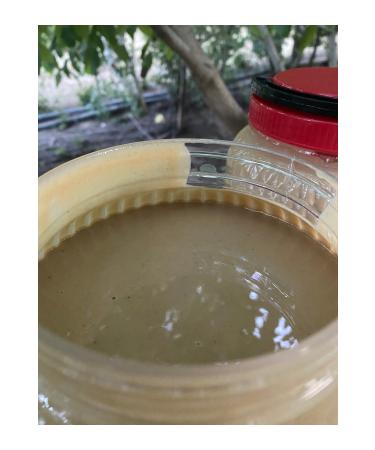 G LTEK N HONEY UNROASTED TAHINI 2 kg