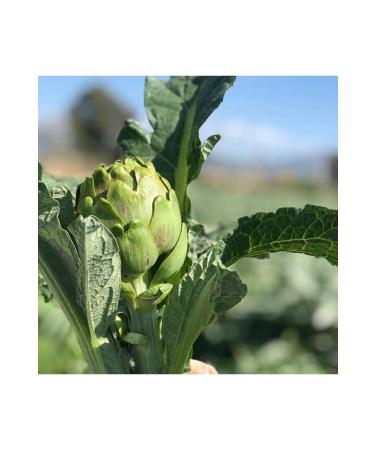 GN Gustolea Nature Heart Artichoke (720 cc) - Buy Online on GoSupps.com