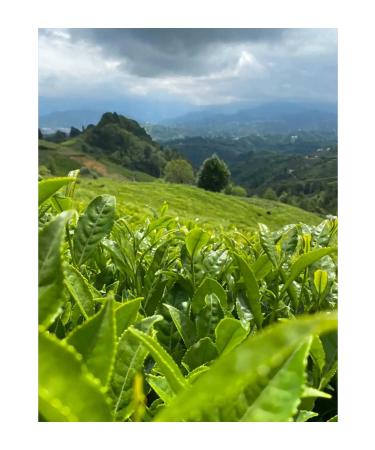 sondem BLACK TEA 1000GR X 3-PACK ADVANTAGE PACK - Buy Online on GoSupps.com