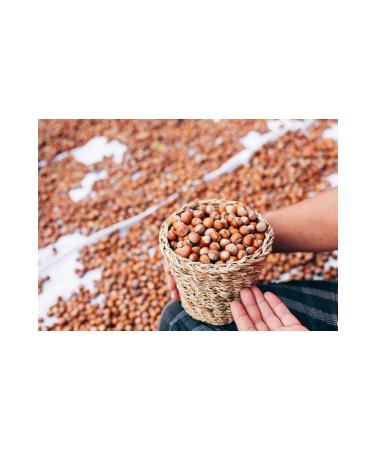 geniuspond Agnesgp Premium 2024 Giresun Oily Shelled Hazelnuts 56 Yield (1 KG) - Buy Online on GoSupps.com