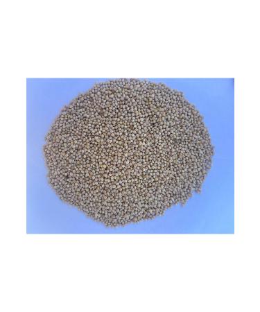 MK YAYLA SEEDS Budgie Food - White Millet 10 Kg - Buy Online on GoSupps.com