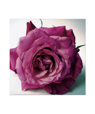 ROSE & THORNE Shining Lip Gloss 5ml - Shea Butter and 100% Natural Isparta Rose Flavor - VEGAN - Buy Online on GoSupps.com