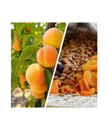 Dehre Lokman Apricot Kernel Cream 70gr (3 PIECES) - Buy Online on GoSupps.com