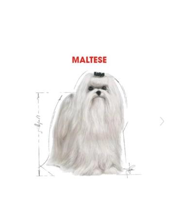 Royal Canin Maltese Terrier Adult Dog Food 1.5kg - Buy Online on GoSupps.com