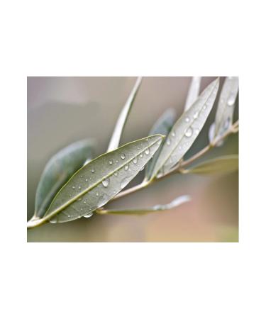 Mutili Delica Olive Oil 250 ml - Buy Online on GoSupps.com