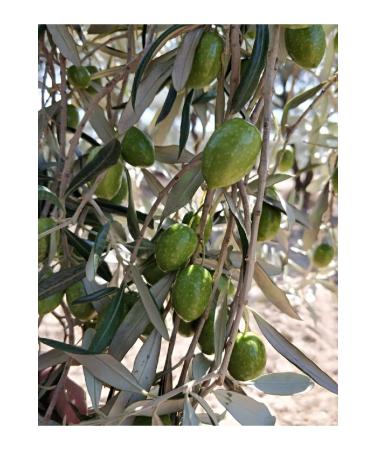 Mutili Delica Olive Oil 250 ml - Buy Online on GoSupps.com