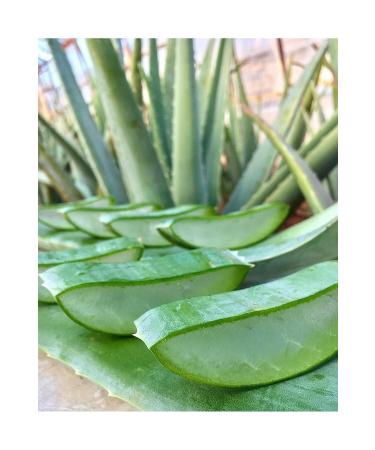 FidanBudur 425 Ml Natural Aloe Vera Gel Anti Aging Drug-Free Production Aloe Vera Leaf Juice - Buy Online on GoSupps.com