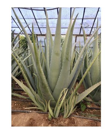 FidanBudur Medical Aloe Vera Gel Natural 660 Ml Drug-Free Glass Jar Aloe Vera Leaf Juice Natural Gift - Buy Online on GoSupps.com