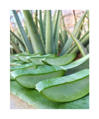 FidanBudur Pure Aloe Vera Gel 210 Ml Anti Aging Gift Aloe Vera Leaf Juice - Buy Online on GoSupps.com