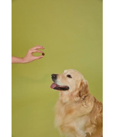 Kito 3 pieces 2.5 kg adult dog food - Buy Online on GoSupps.com