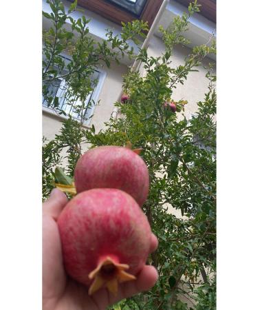 Maralo lu Ticaret SQUEEZED POMEGRANATE ORANGE JUICE