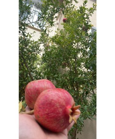 Maralo lu Ticaret SQUEEZED POMEGRANATE ORANGE JUICE - Buy Online on GoSupps.com