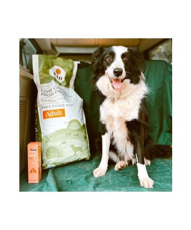 Kito 3 pieces 2.5 kg adult dog food - Buy Online on GoSupps.com