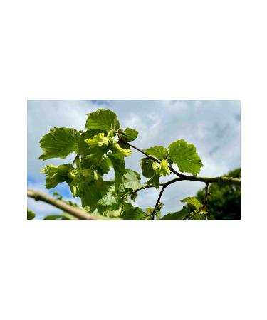 Roasted Medium Size New Crop Partially Skinned Hazelnuts 500 gr - Buy Online on GoSupps.com