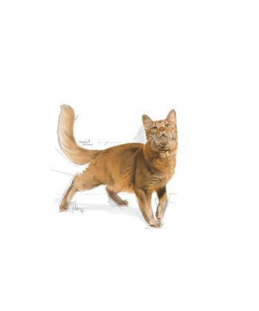 Royal Canin Fit 32 Adult Cat Food 10 Kg - Buy Online on GoSupps.com