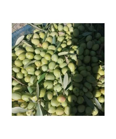 Oleanatural OLIVE OIL 2 LITER TWO LITER - Buy Online on GoSupps.com