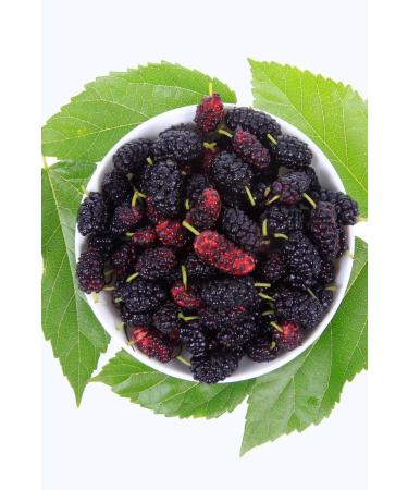 Molasses World Natural Black Mulberry Molasses in 680 gr Glass Bottle Healthy and Pure Content - Buy Online on GoSupps.com