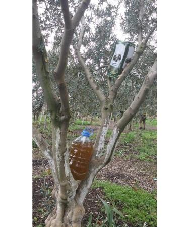 Oleanatural OLIVE OIL 2 LITER TWO LITER - Buy Online on GoSupps.com