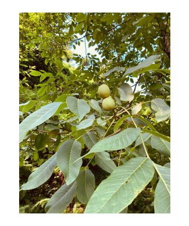 NATURAL LOCAL WALNUT 1 KG - Buy Online on GoSupps.com