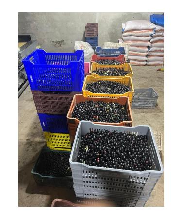 Oleanatural OLIVE OIL 2 LITER TWO LITER - Buy Online on GoSupps.com